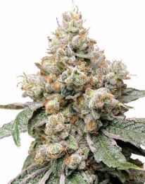 Alien OG Feminized Marijuana Seeds