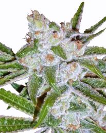 Auto Lemon Haze Feminized seeds