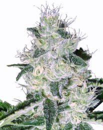 Auto Widow Feminized  seeds