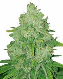 Bruce Banner fast flowering cannabis seeds