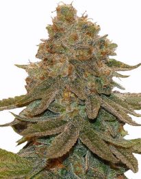 Cali Kush Feminized Cannabis seeds 