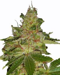 Cherry Kush Feminized seeds