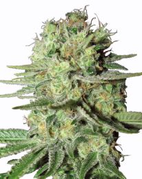 Durban Poison Marijuana seeds