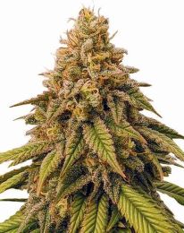 Grease Monkey Feminized Cannabis Seeds