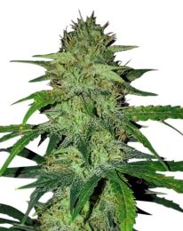 Hindu Kush Feminized