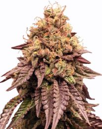 Mimosa Feminized Cannabis Seeds