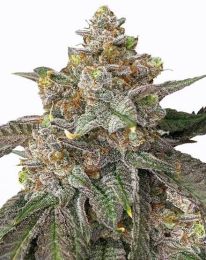 Pink Runtz Feminized Marijuana Seeds