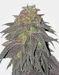 RS11 Feminized Seeds