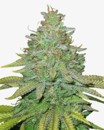 Sour OG Feminized Cannabis Seeds