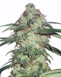 Super Silver Haze Marijuana seeds