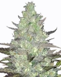 Tangie Feminized Cannabis Seeds