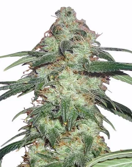 Super Silver Haze Feminized