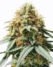 Acapulco Gold Feminized Marijuana Seeds