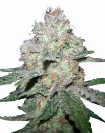 Amnesia Feminized Fast Flowering