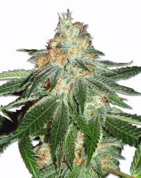 Amsterdam Haze Feminized  seeds