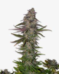 Animal Face Feminized Seeds