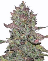 Animal Mints Feminized Cannabis Seeds