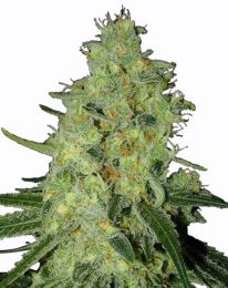 Auto Lemon OG Feminized seeds