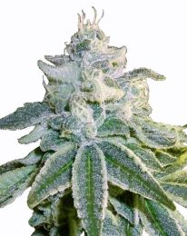 Auto OG Feminized seeds