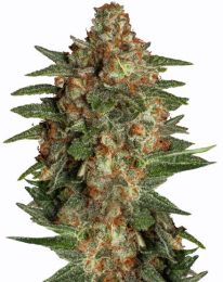 Auto Glueberry Marijuana Seeds