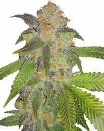 Blue Cinderella Fast Flowering Marijuana