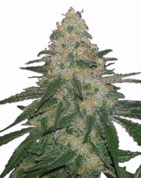 Cannatonic Feminized Marijuana Seeds