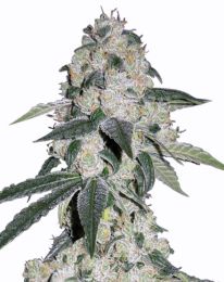 CBD Queen Feminized Marijuana Seeds