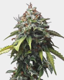 Colombian Gold Feminized Seeds