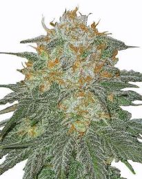 Cookies and Cream Feminized Seeds