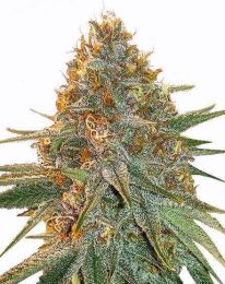 Gary Payton Feminized Cannabis Seeds