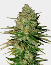 Godfather OG Autoflower Cannabis Seeds