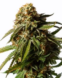 Gorilla Glue Auto Marijuana Seeds