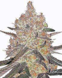 Grape Ape Feminized Cannabis Seeds