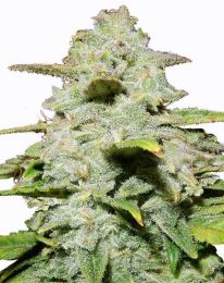 Green Crack Autofower Marijuana Seeds