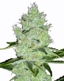 Jack Herer Marijuana seeds