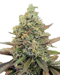 Kush Mints Feminized Seeds