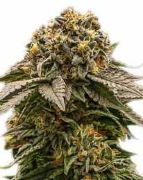 MK Ultra Feminized Marijuana Seeds