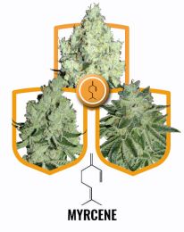 Mycrene Terpene Value Seeds Pack