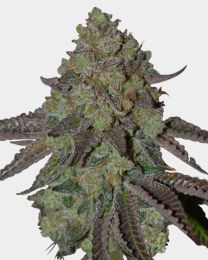 Oreoz Feminized Cannabis Seeds