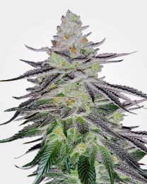 Permanent Marker Feminized Cannabis Seeds