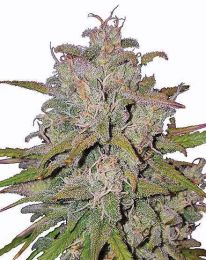 Pink Runtz Autoflower Cannabis Seeds