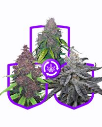 Purple Strain Autoflower Pack