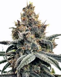 Sundae Driver Feminized Cannabis Seeds