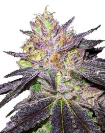 Wedding Cake Feminized seeds