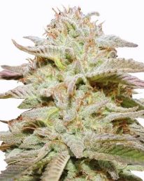 Wedding Cake Auto Marijuana Seeds