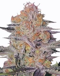 Wedding Cake Regular Cannabis Seeds