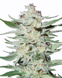 White Rhino Marijuana seeds