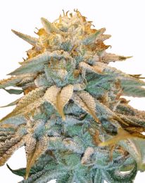 White Widow Marijuana seeds