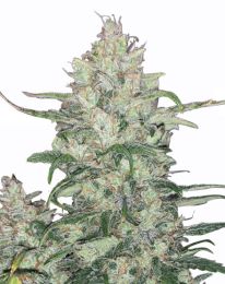 White Runtz Feminized Cannabis Seeds