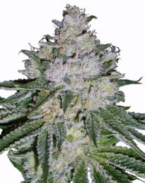 White Widow Skunk Marijuana seeds